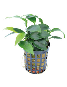 ANUBIAS SPP