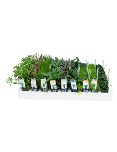 PLANTES MIX POT