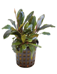 BUCEPHALANDRA SPP