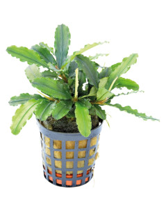 BUCEPHALANDRA SPP
