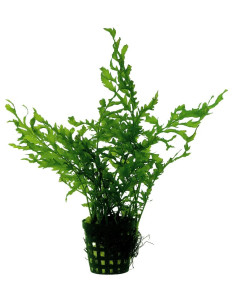 BOLBITIS HEUDELOTII