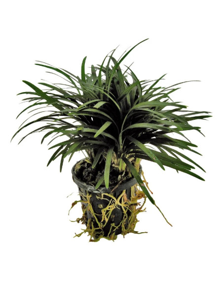 PLANTES DE TERRARIUM / PALUDARIUM