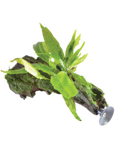 RACINE SUSPENDUE AVEC MICROSORUM PTEROPUS
