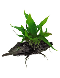 RACINE AVEC MICROSORUM PTEROPUS WINDELOW