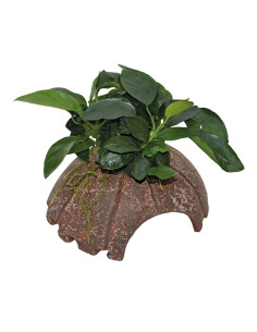 DECO COCONUT AVEC ANUBIAS NANA