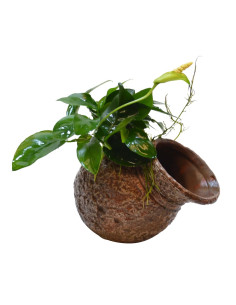 DECO POT AVEC ANUBIAS NANA
