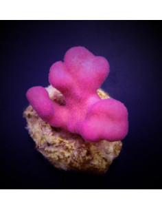 STYLOPHORA PISTILLATA PINK TONGA
