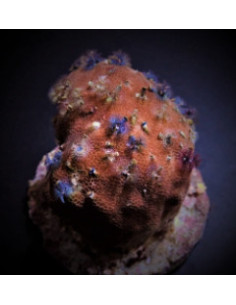 PORITES BISPERMA
