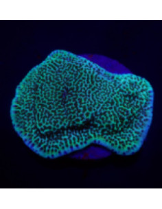 MONTIPORA UNDATA (plateau)
