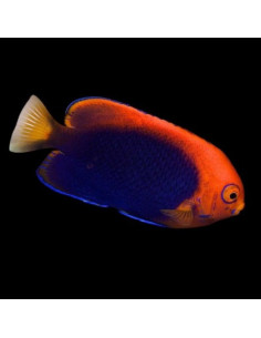 CENTROPYGE ACANTHOPS