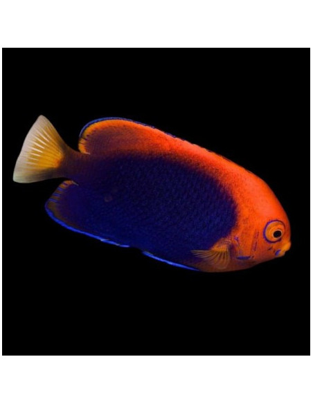 CENTROPYGE ACANTHOPS