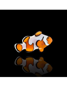 AMPHIPRION OCELLARIS GLADIATOR Premium