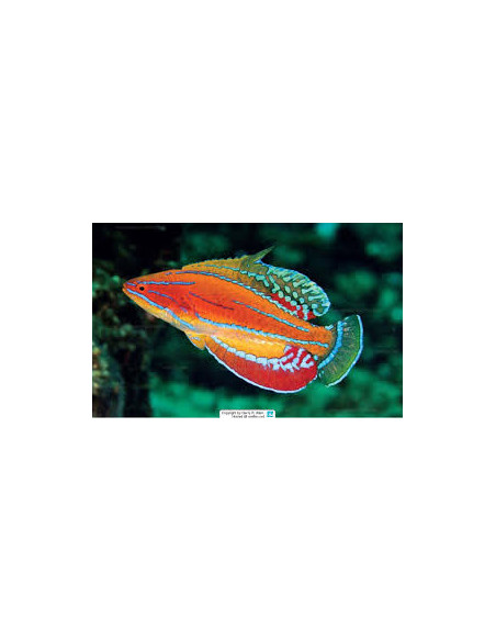 PARACHEILINUS MCCOSKERI