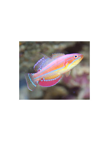 PARACHEILINUS MCCOSKERI