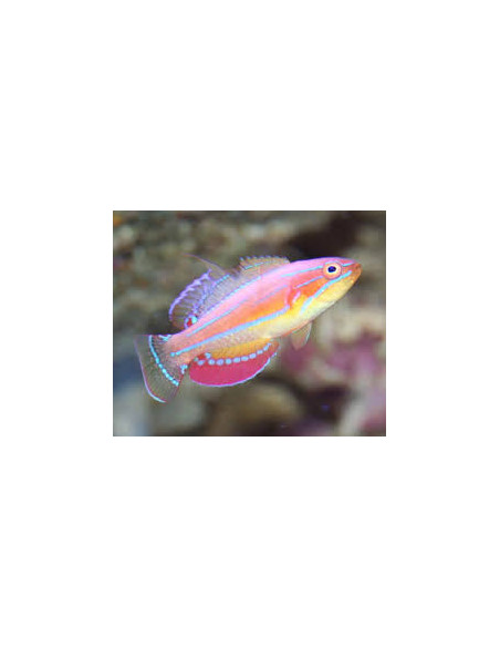 PARACHEILINUS MCCOSKERI