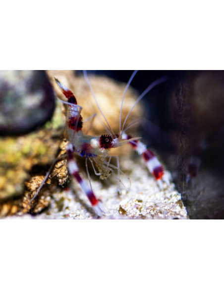 STENOPUS HISPIDUS