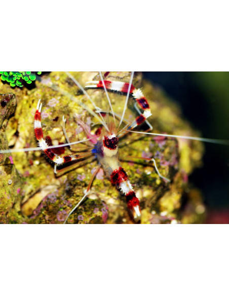 STENOPUS HISPIDUS