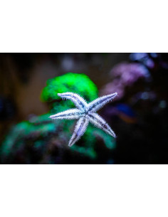 ARCHASTER TYPICUS