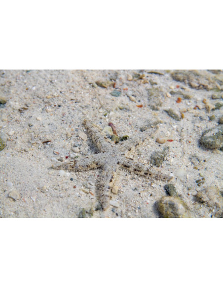 ARCHASTER TYPICUS