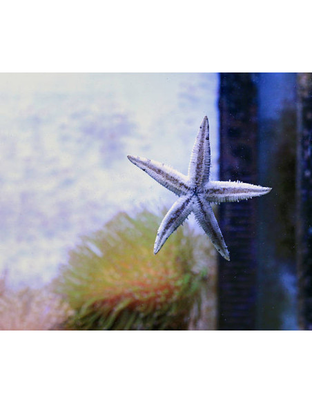 ARCHASTER TYPICUS