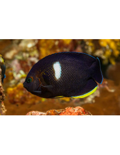 CENTROPYGE TIBICEN