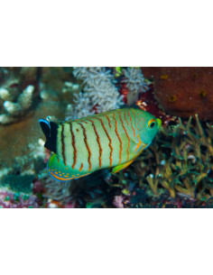 CENTROPYGE EIBLI