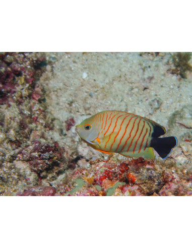 CENTROPYGE EIBLI