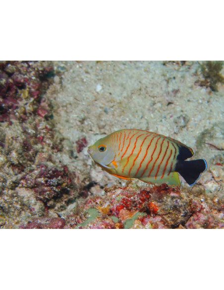 CENTROPYGE EIBLI