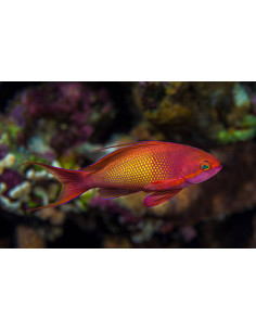 PSEUDANTHIAS SQUAMPINNIS MALE