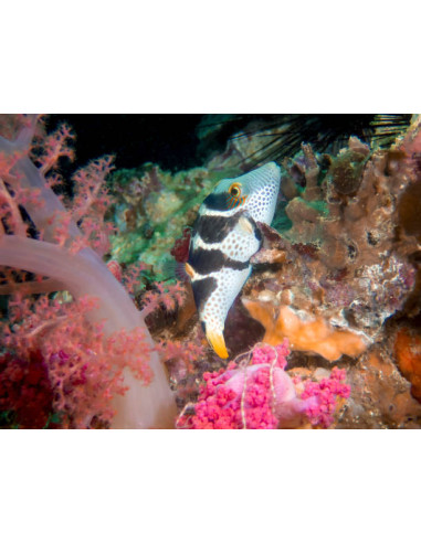 CANTHIGASTER VALENTINI