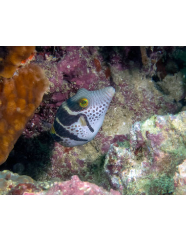 CANTHIGASTER VALENTINI