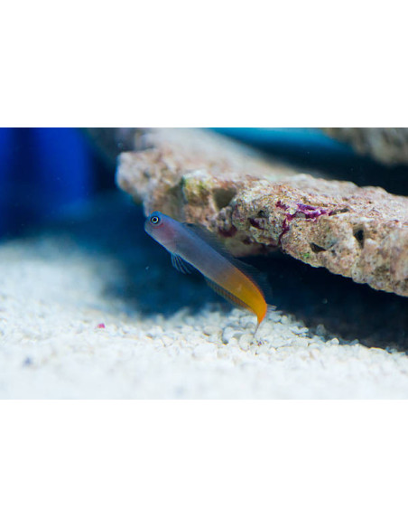 ECSENIUS BICOLOR