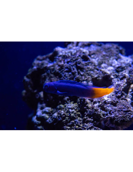 ECSENIUS BICOLOR