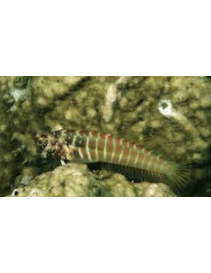 SALARIAS SEGMENTATUS