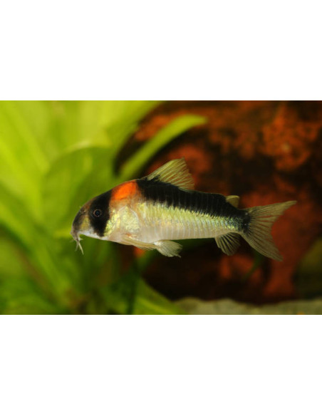CORYDORAS ADOLFOI