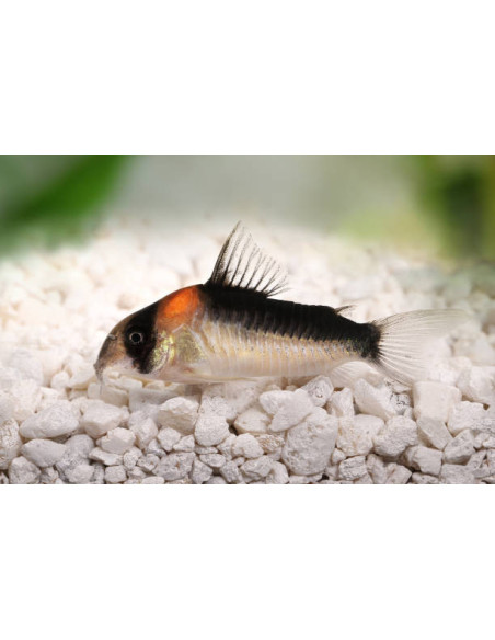 CORYDORAS ADOLFOI
