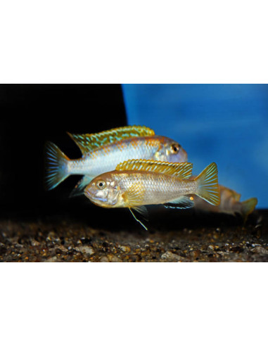 LABIDOCHROMIS PERLMUTT