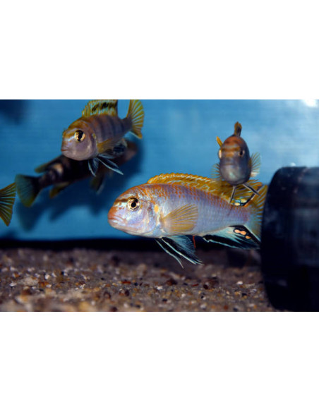 LABIDOCHROMIS PERLMUTT