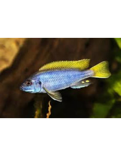 PSEUDOTROPHEUS ACEI