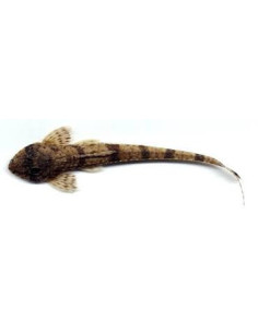 LORICARIA FILAMENTOSA