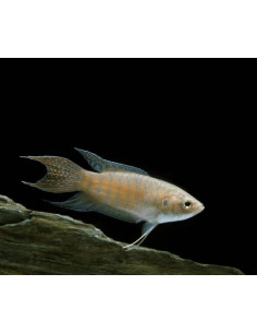 MACROPODUS OPERCULARIS