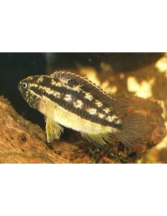 NANNACARA ANOMALA