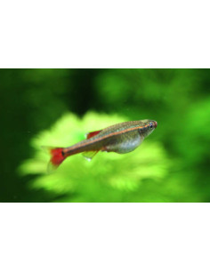 TANICHTHYS ALBONUBES