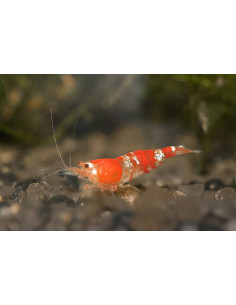 CARIDINA CRYSTAL RED