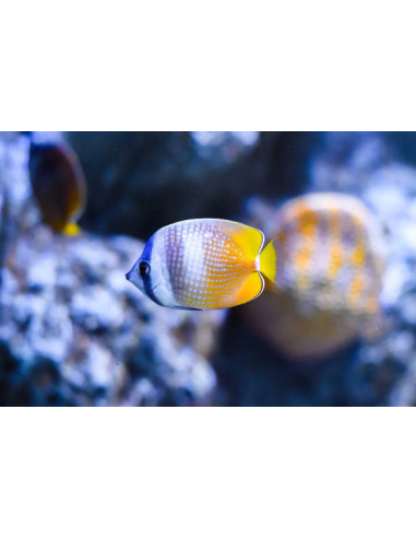CHAETODON KLEINI