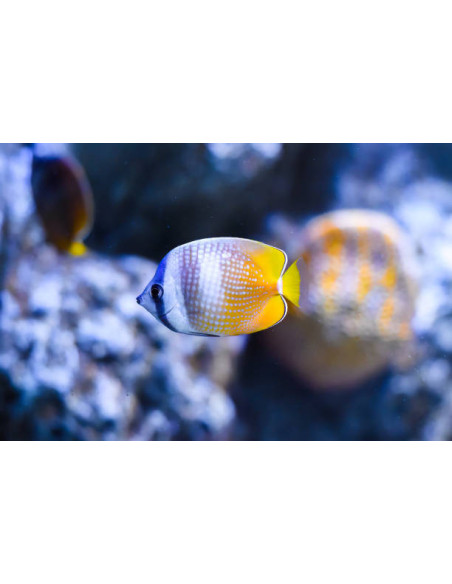 CHAETODON KLEINI
