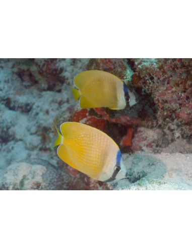 CHAETODON KLEINI