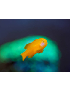 GOBIODON OKINAWAE