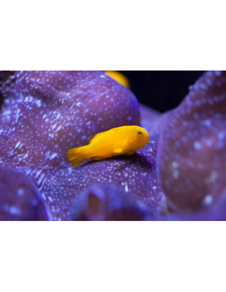 GOBIODON OKINAWAE