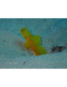 CRYPTOCENTRUS CINCTUS
